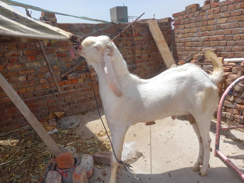 bakra 2