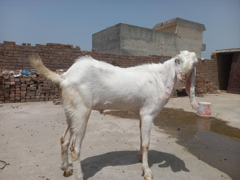 bakra 3