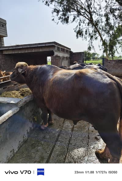 brown bull 4 sale