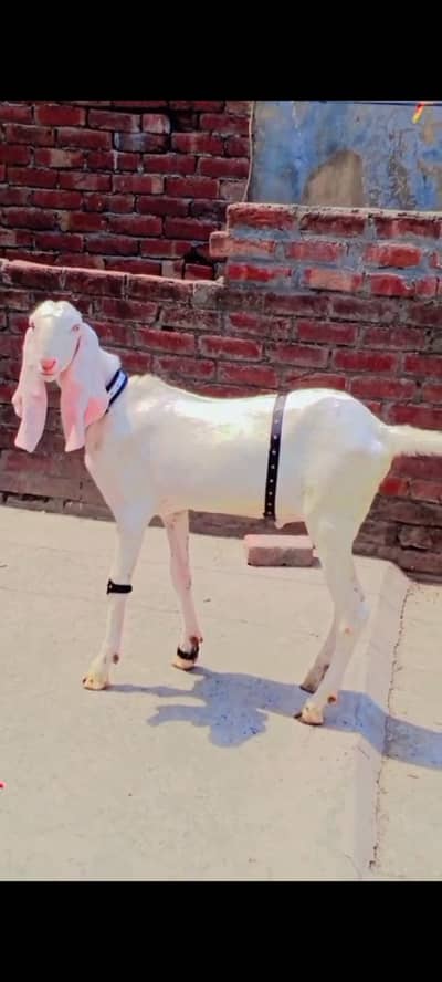 rajanpuri bakre