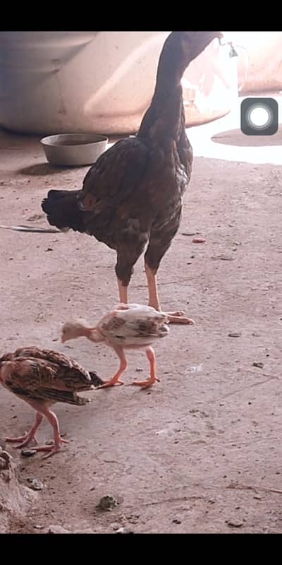 aseel chicks (home breed)