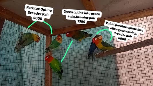 Breeder Lovebirds for sale