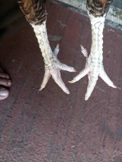 Parmoze murgi for sale  what's up 03304292360