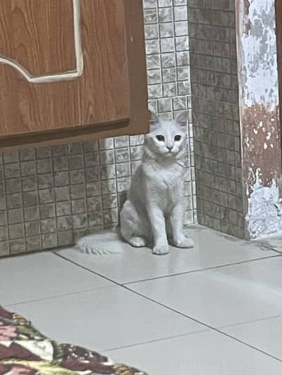 Persian cat baby girl