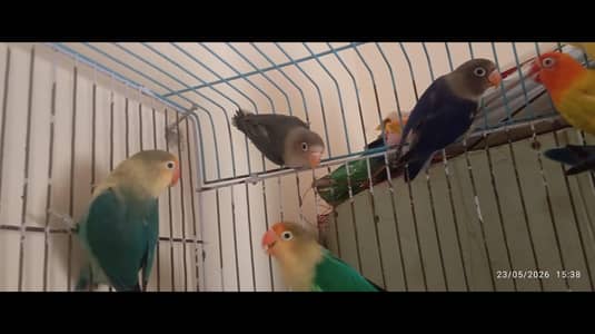 love bird