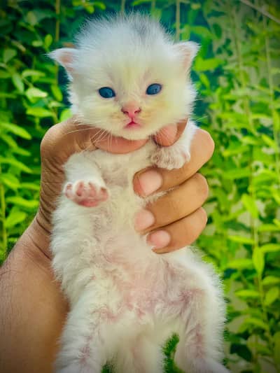 EXTREME PUNCH FACE