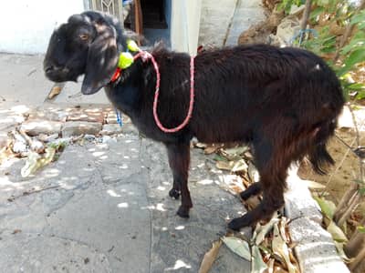 Qurbani bakra for sale