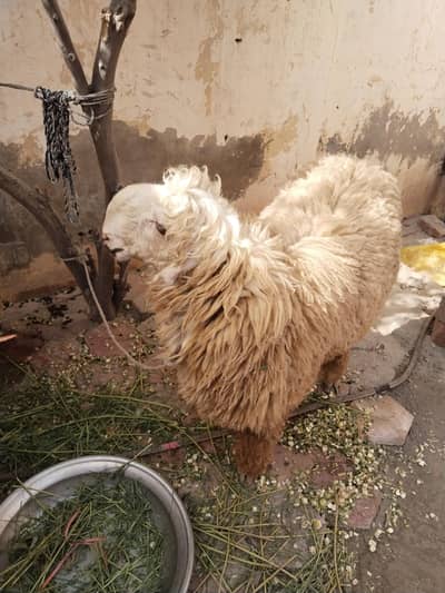 Chatra available For sale