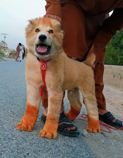 alabai security dog 3 month male for sale