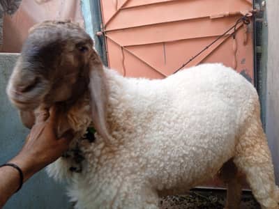 Dumba for Qurbani
