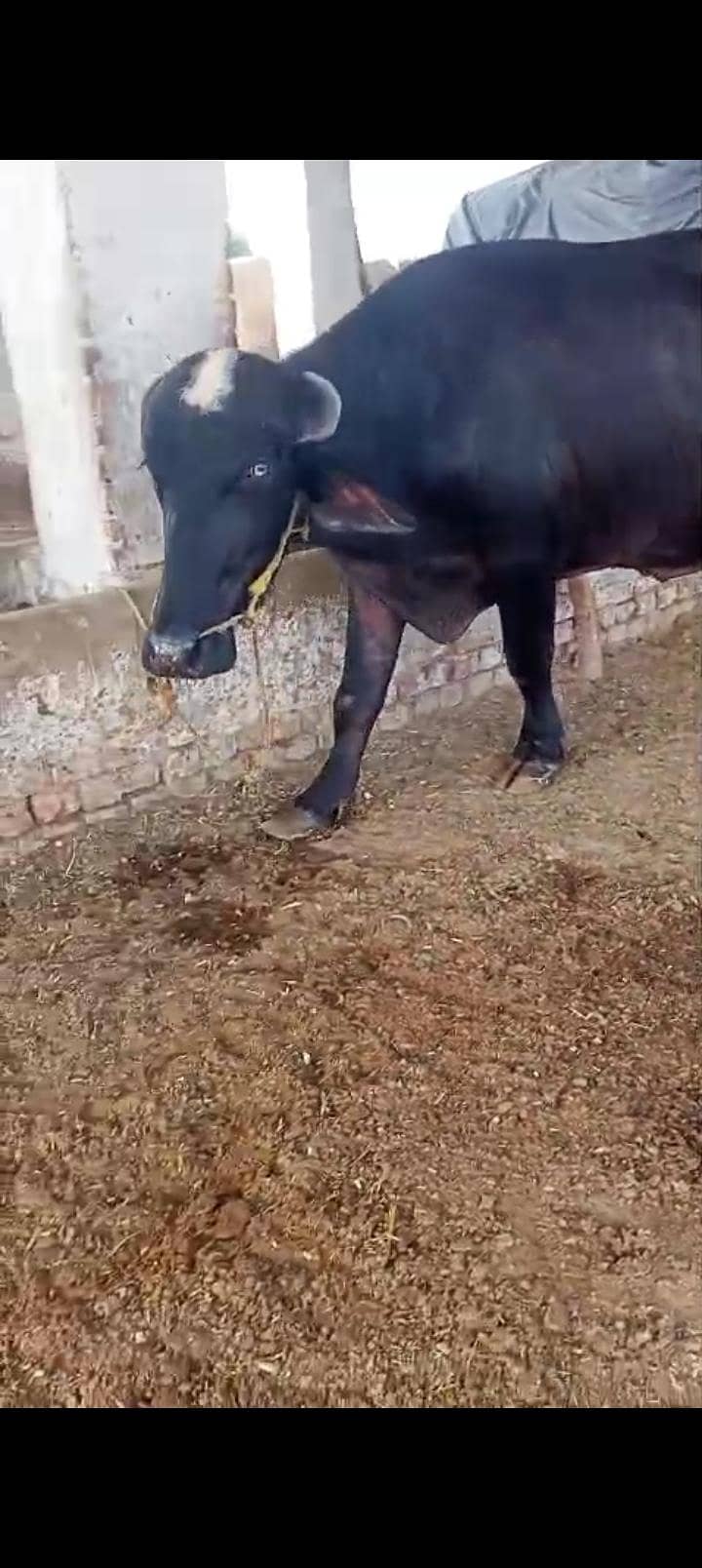قربانی کے لیےکٹا براۓ فروخت 1