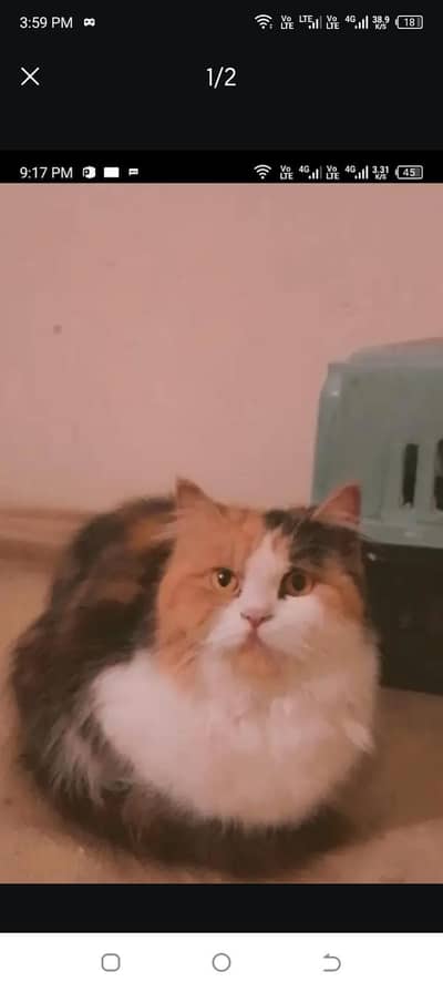 Persian cat for sale