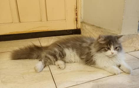 Persian grey male kitten