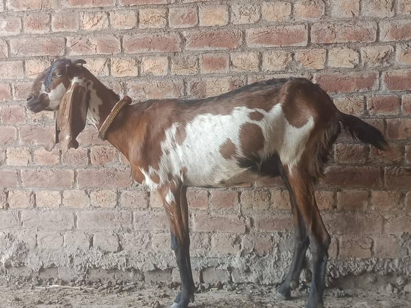 bakri 0