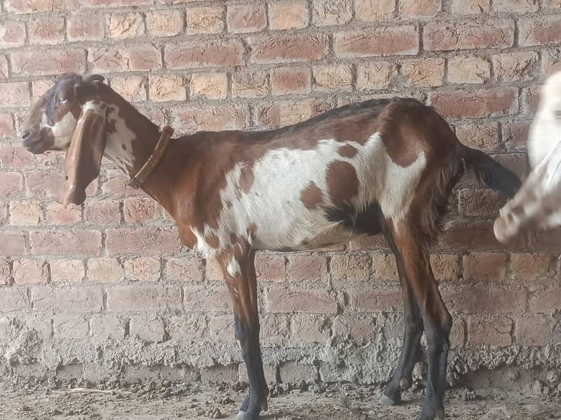 bakri 1