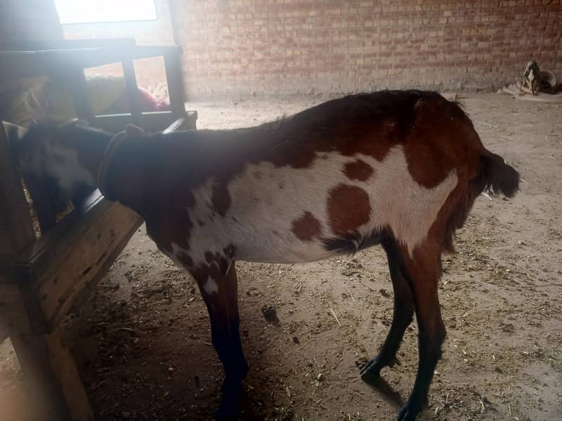 bakri 2