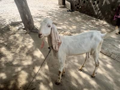 qurbani ka bakra 55000