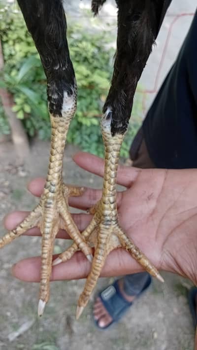 aseel thai chick urgent for sale