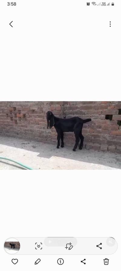 amarsi bital bakra