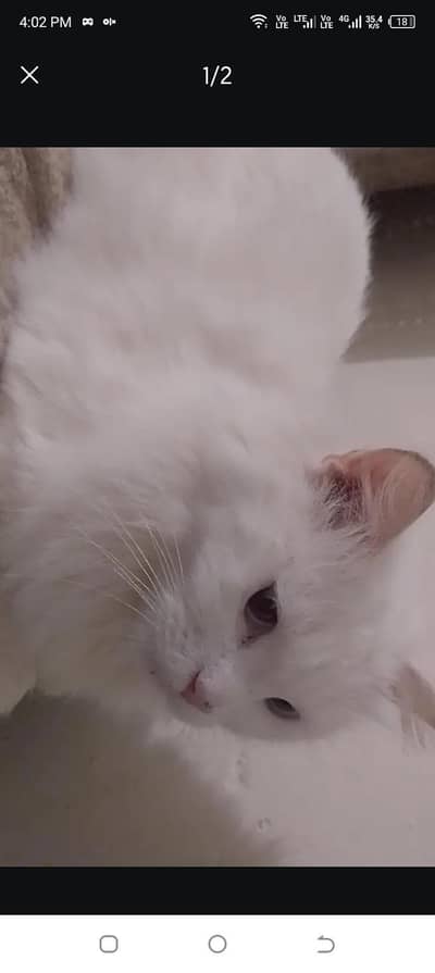 white Persian cat for sale