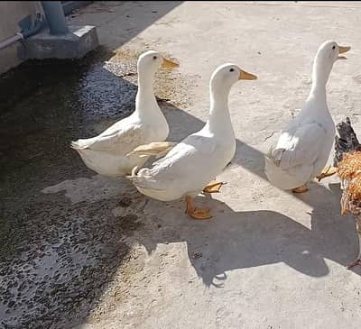 3 Pekin ducks for sale duck egg laying