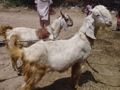 Qurbani Kalia Bakra Munasib rate ma