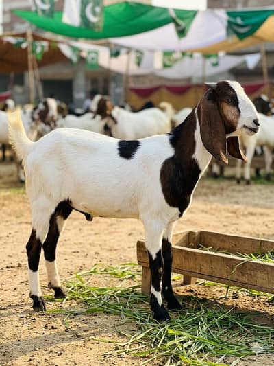  Qurbani Bakra | Healthy & Active | Urgent Sale