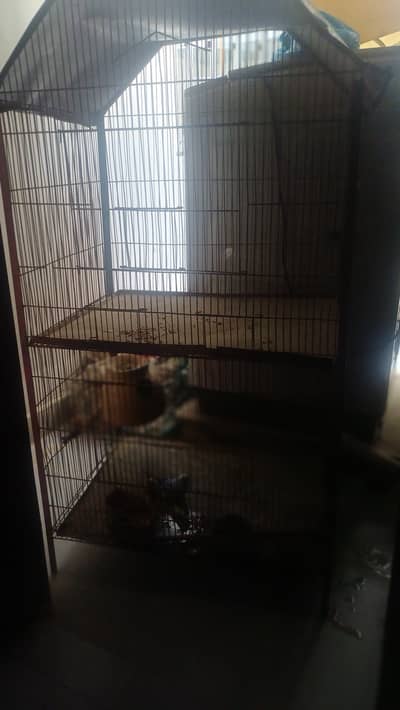 Double Cage and budgri for sale