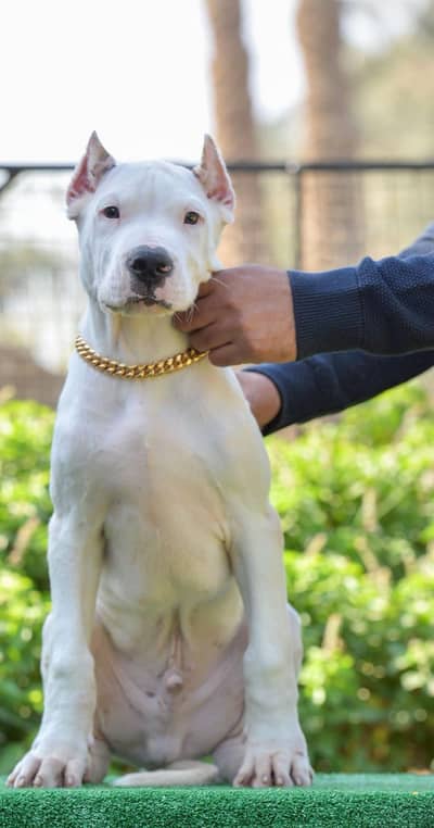 EXTREME QUALITY DOGO ARJINTINO  PUPPY AVAILABLE FOR