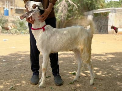 Qurbani Bakra |2 dant bakra | Goat for sale | desi bakra