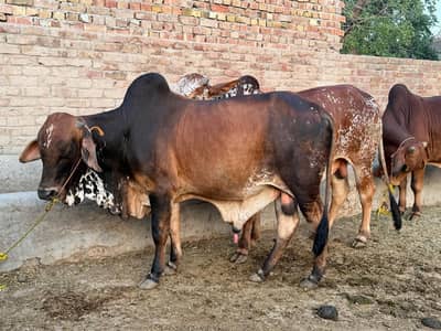 Qurbani Bulls