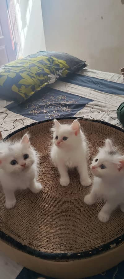 only serious buyers contact me