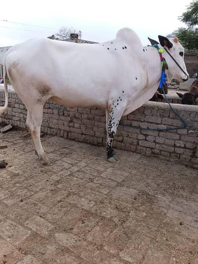 fateh jangi bull
