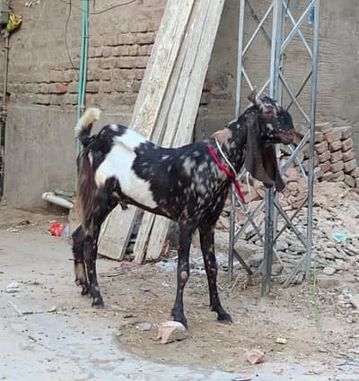 Andu bakra for sale urgent before Eid ul adha