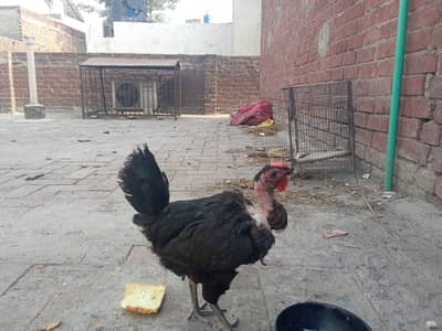 pure desi murge ande de wali murge