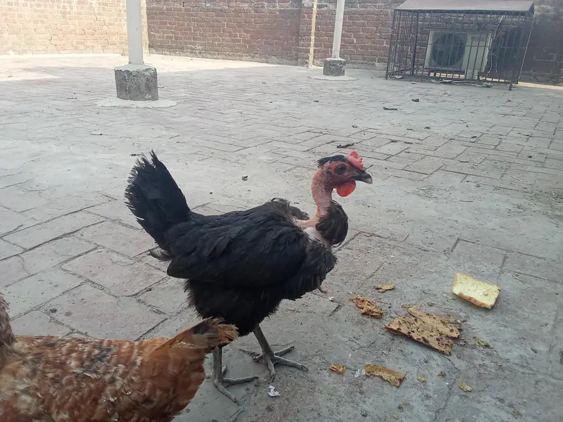 pure desi murge ande de wali murge — photo 2