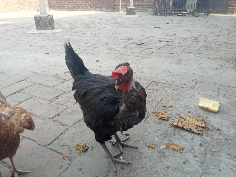 pure desi murge ande de wali murge — photo 3