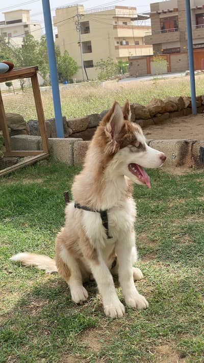 Husky pair available for sale
