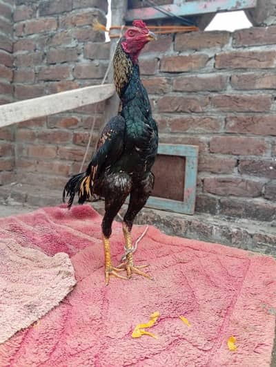 aseel murga for sale