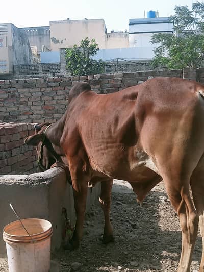 Paro Bull 