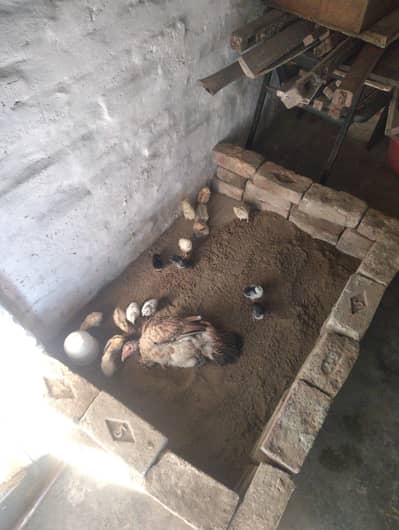 Aseel chicks