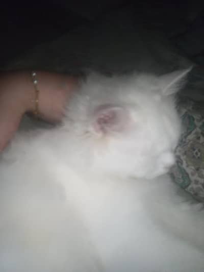male cat