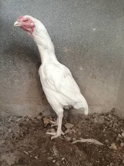 old blood line heera chicks