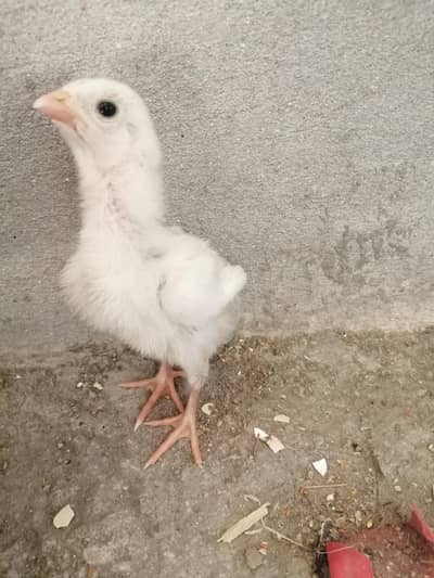 old blood line heera chicks