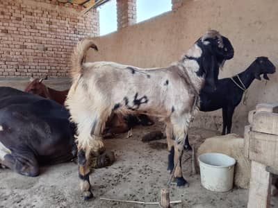 Bakra Eid Ka Leya Best