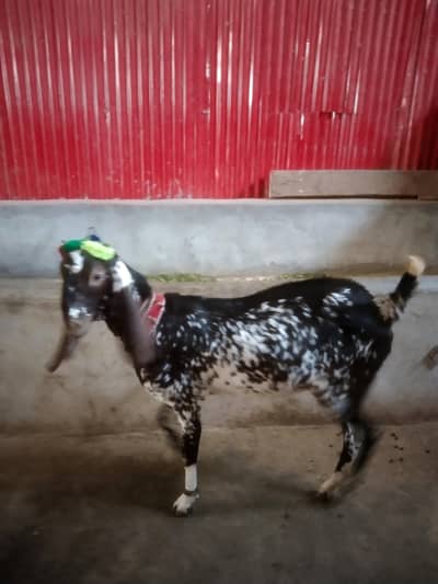 sheep Maka cheeni bakri