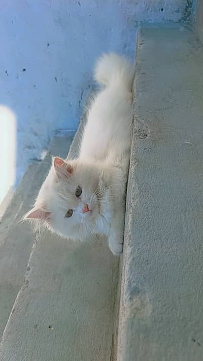 Bilkul oky cats