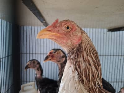 Aseel and fancy babies 3 months and desi murghi for sale