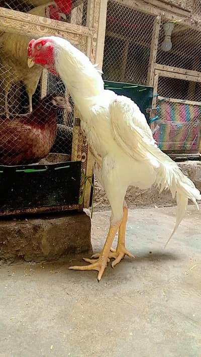 White Shamu Male