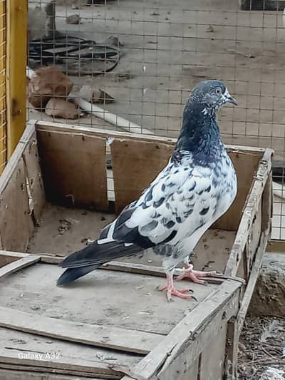Teddy pigeon